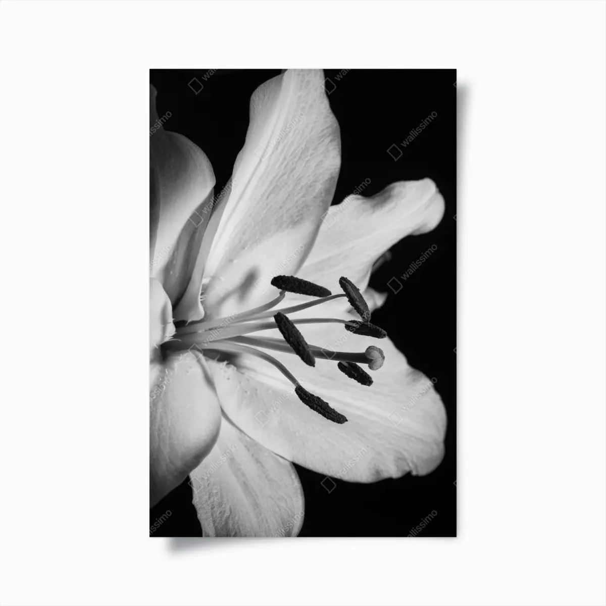 Poster monochrome lilie nahaufnahme – Pixers®