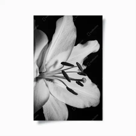 Poster monochrome lilie nahaufnahme – Pixers®
