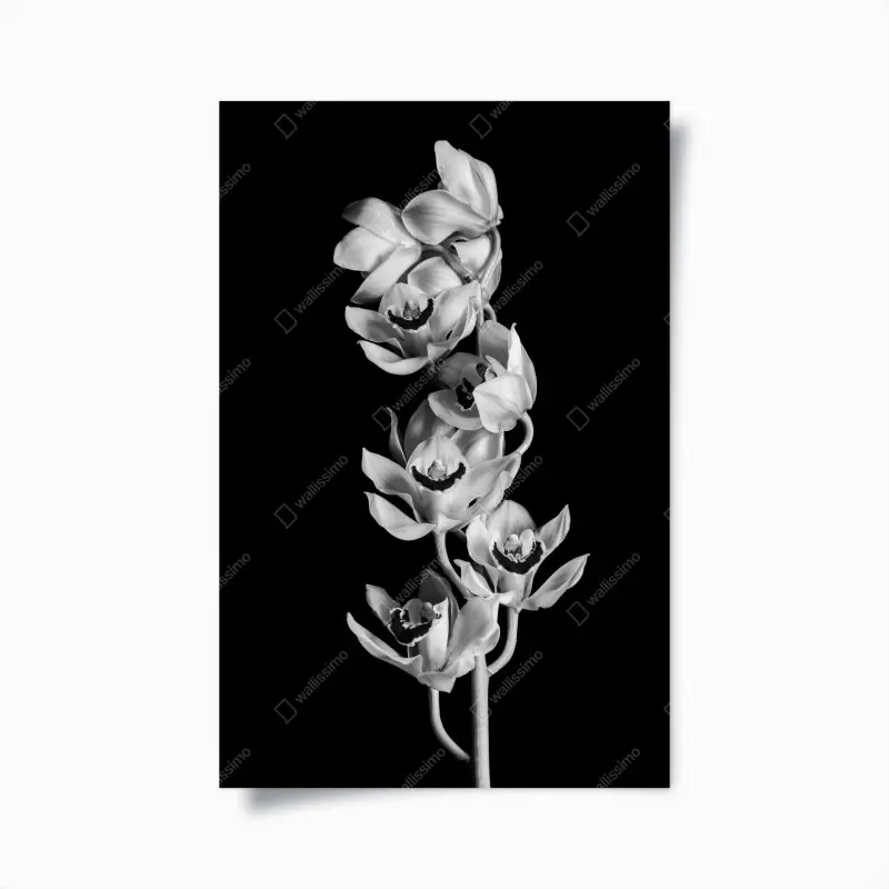 Poster eleganter monochromer orchideenstiel