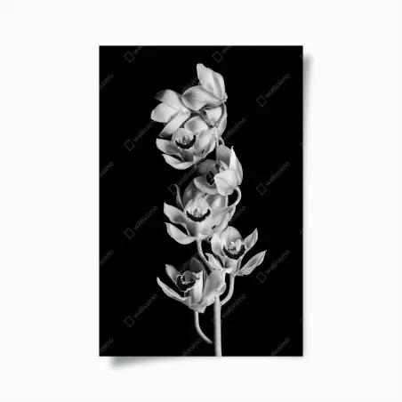 Poster eleganter monochromer orchideenstiel – Pixers®
