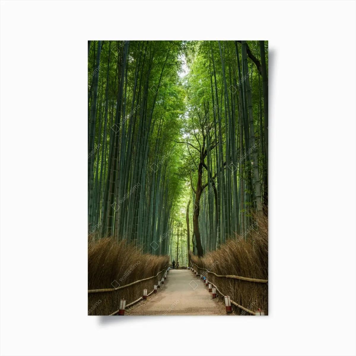 Poster ruhiger bambushainpfad – Pixers®