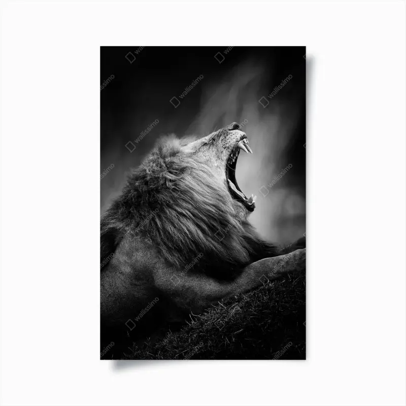 Poster majestätischer brüllender löwe in monochrom