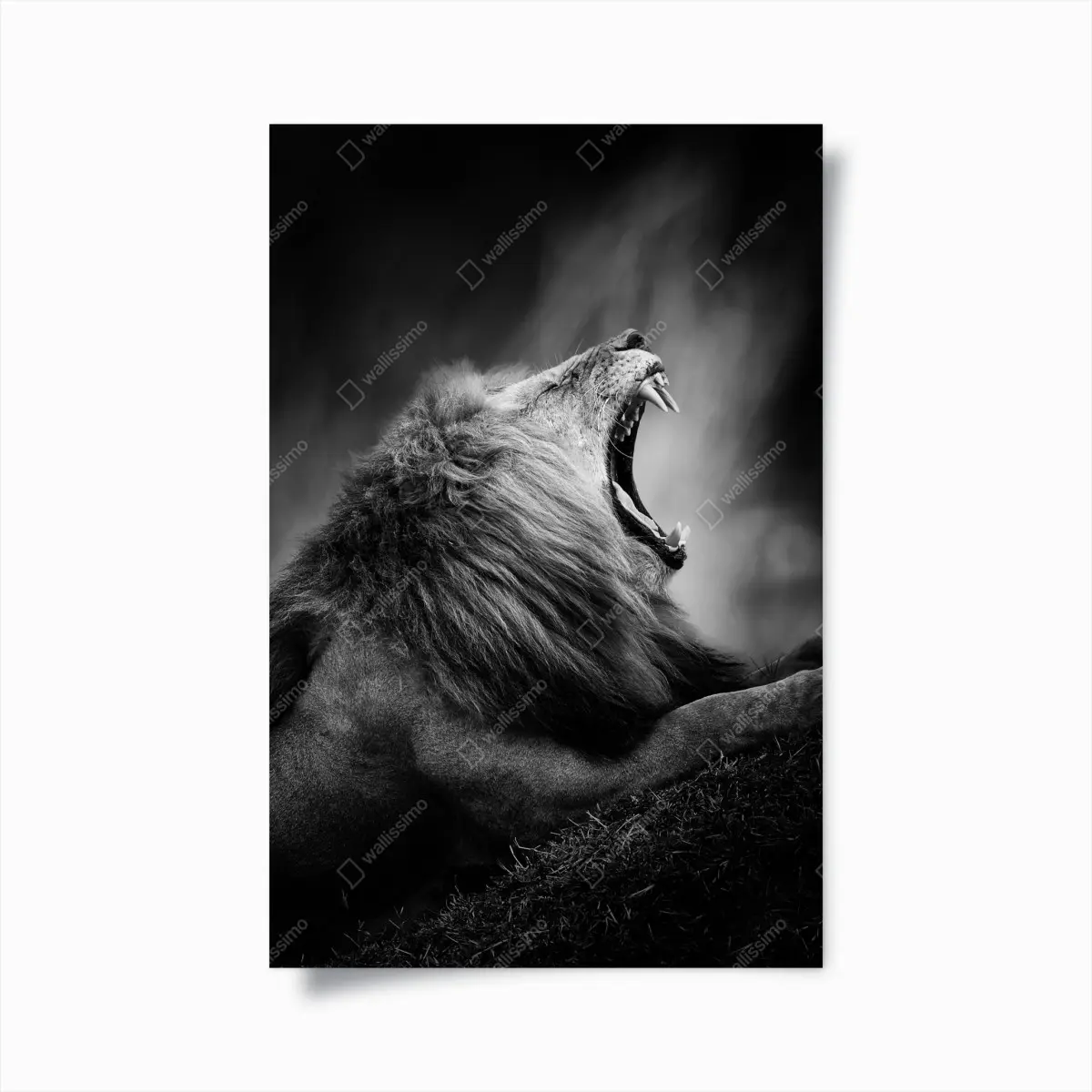 Poster majestätischer brüllender löwe in monochrom – Pixers®