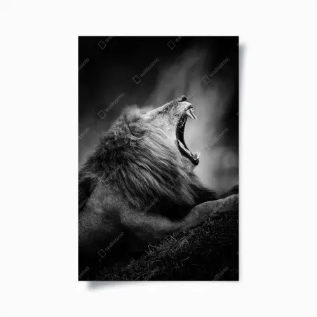 Poster majestätischer brüllender löwe in monochrom – Pixers®