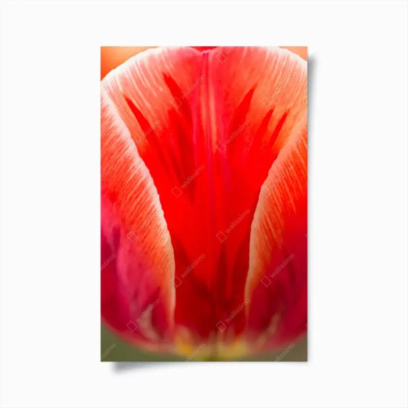Poster leuchtende rote tulpen nahaufnahme