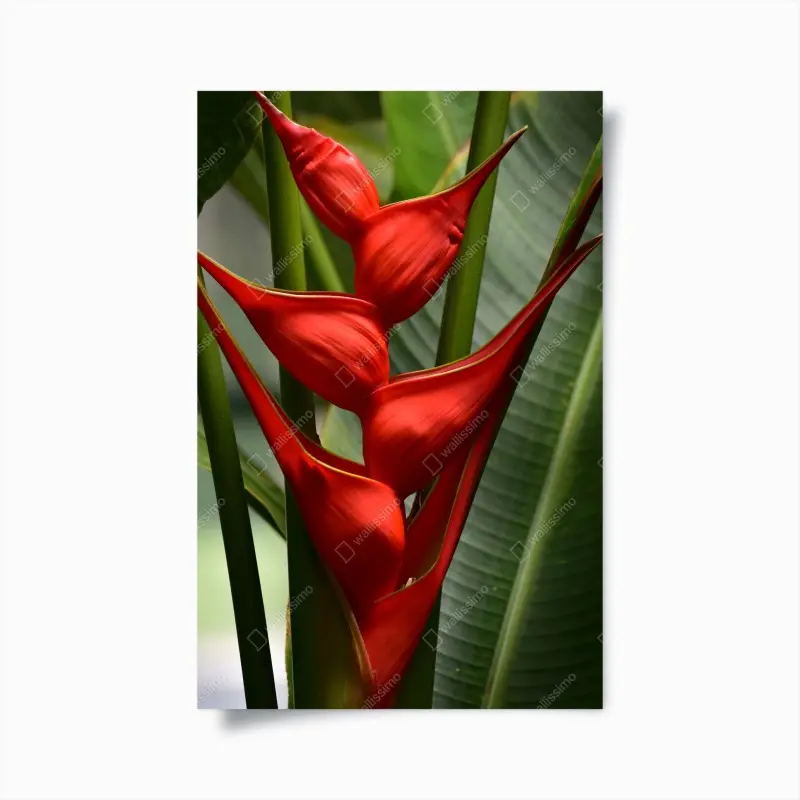 Poster leuchtende rote heliconia blüte