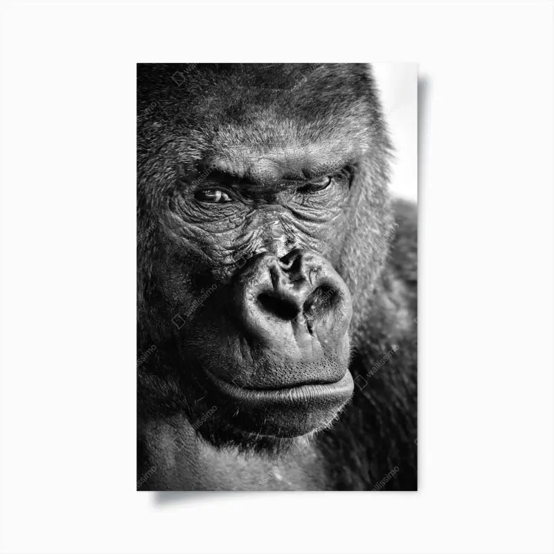 Poster intensives gorilla-porträt in schwarzweiß