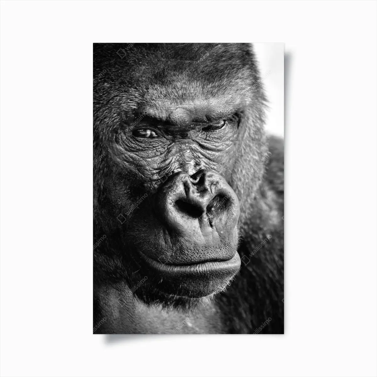 Poster intensives gorilla-porträt in schwarzweiß – Pixers®