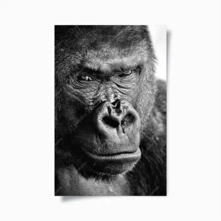 Poster intensives gorilla-porträt in schwarzweiß – Pixers®