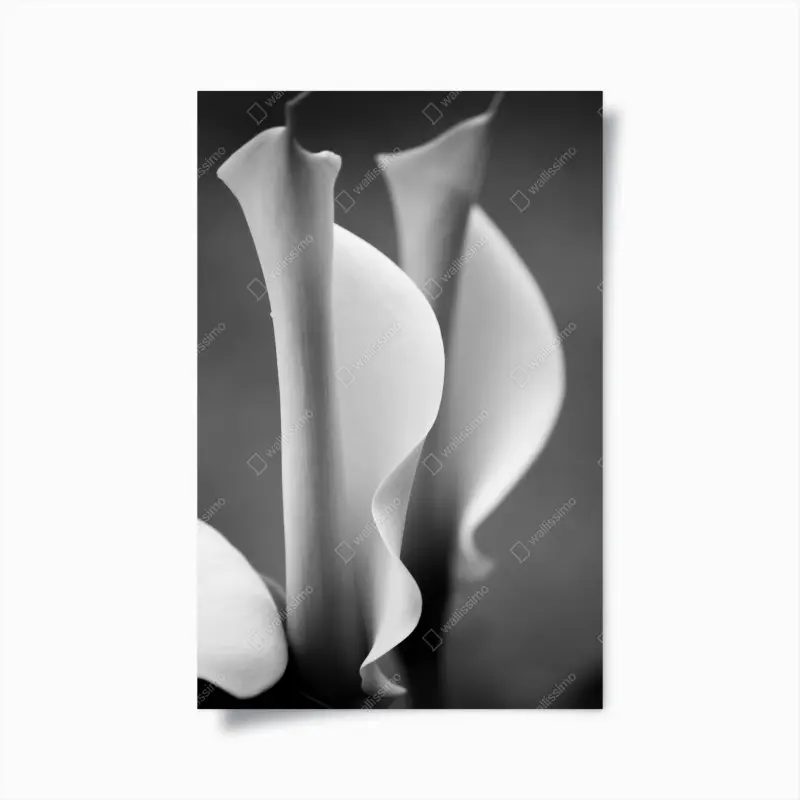Poster elegante calla-lilien in monochrom