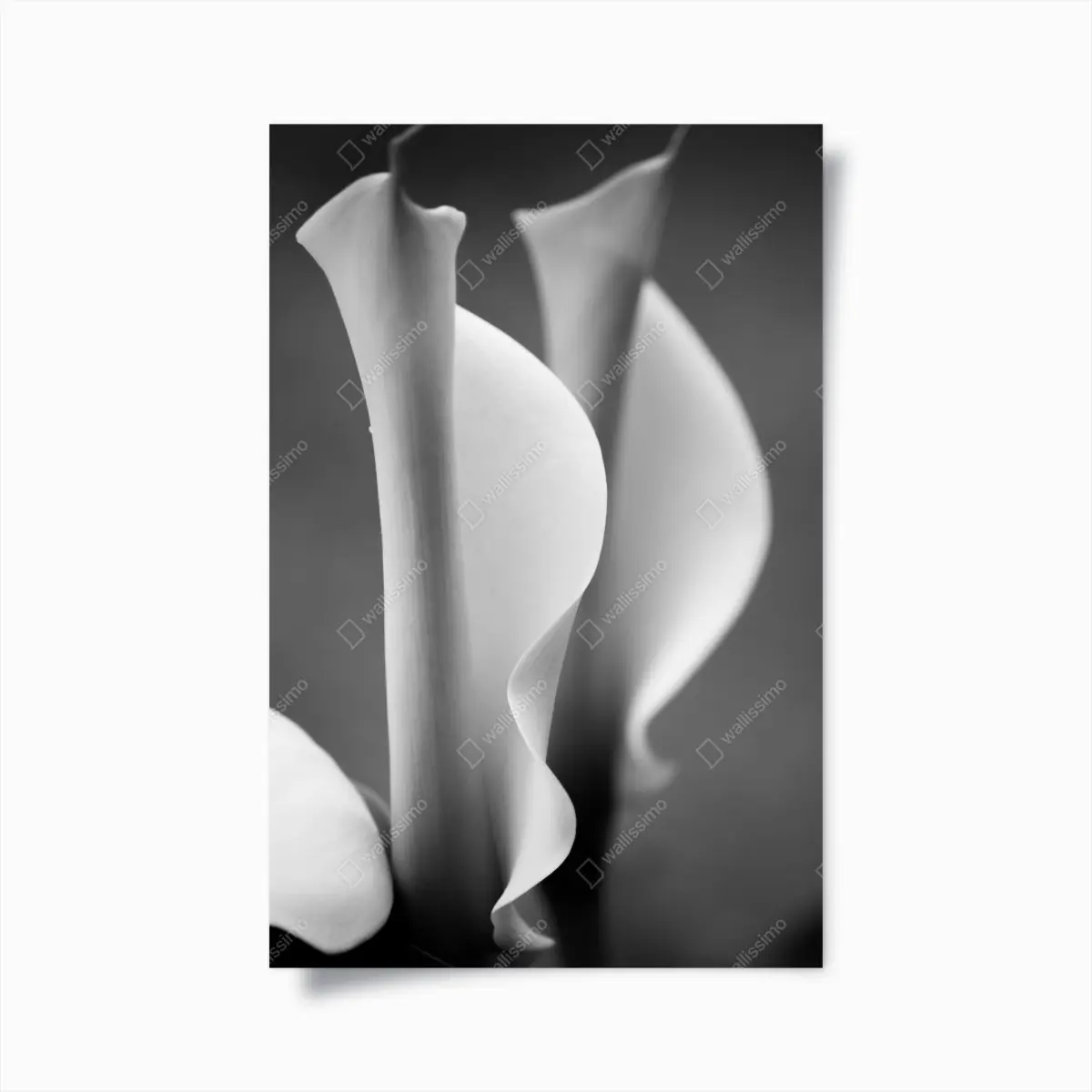 Poster elegante calla-lilien in monochrom – Pixers®