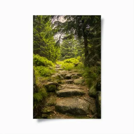 Poster ruhiger waldweg durch nadelwald – Pixers®
