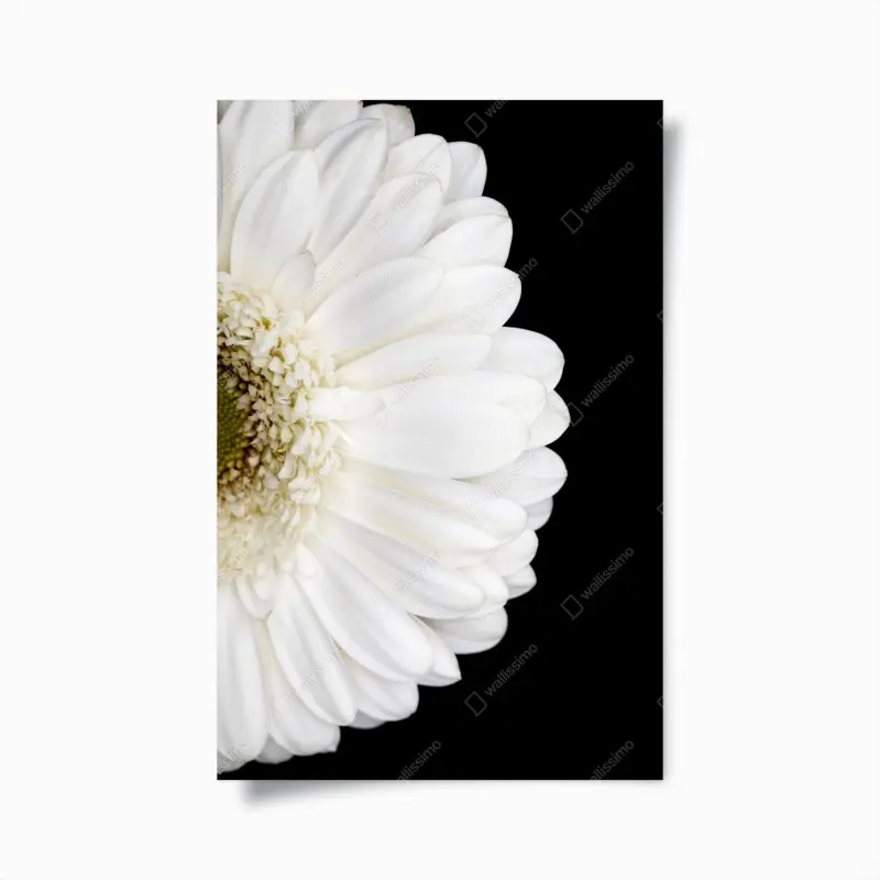 Poster weiße gerbera auf schwarzem hintergrund minimalistische nahaufnahme