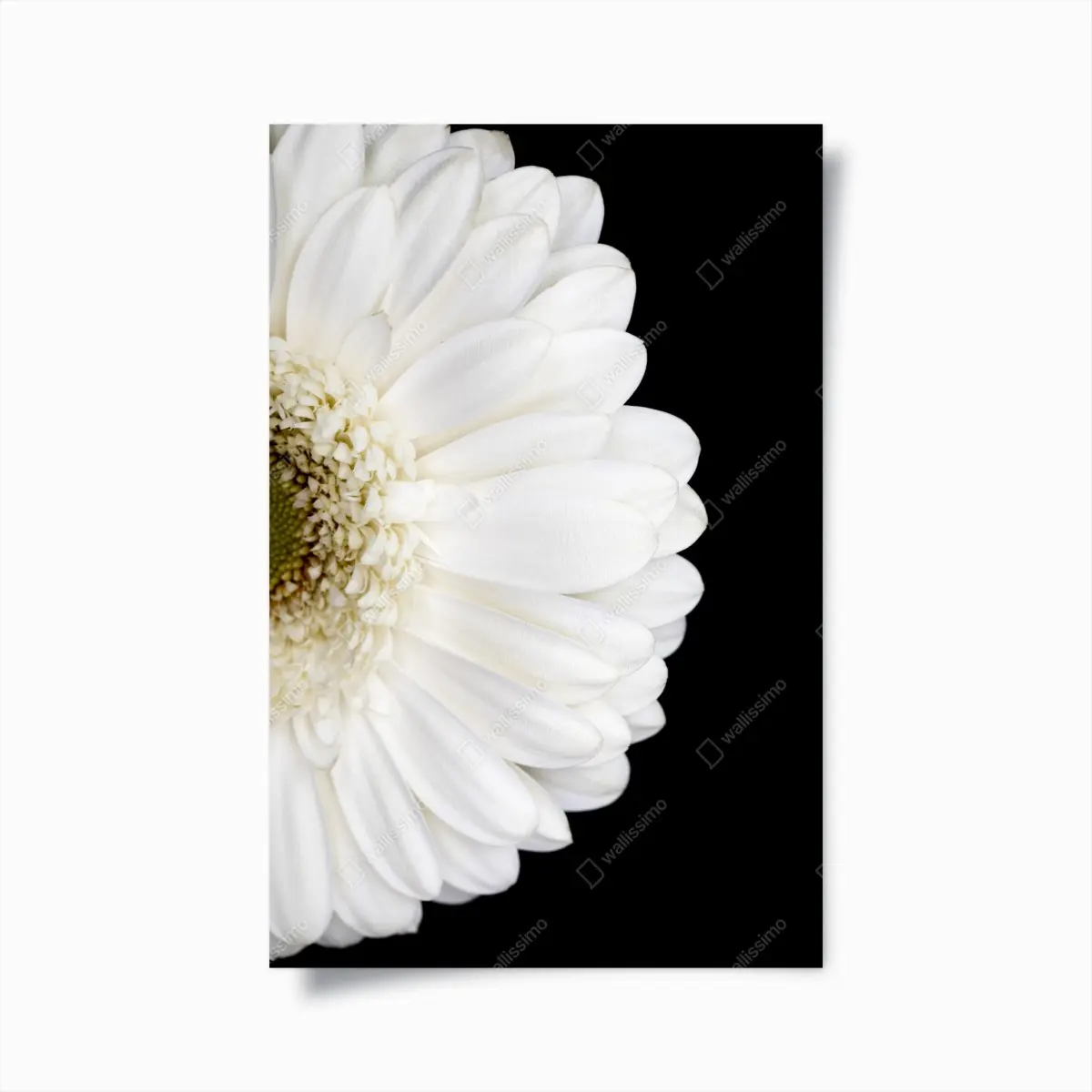 Poster weiße gerbera auf schwarzem hintergrund minimalistische nahaufnahme – Pixers®