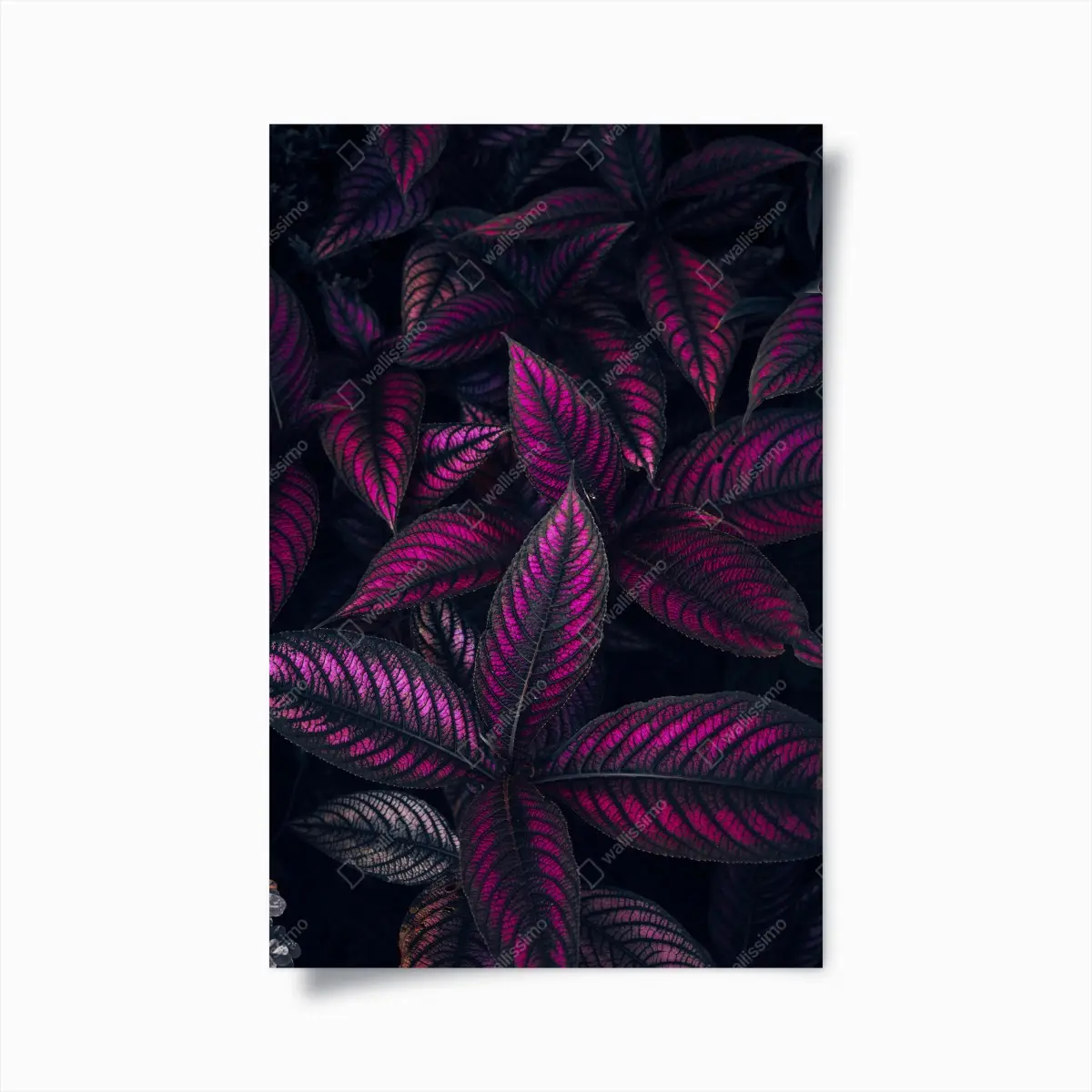 Poster leuchtendes violettes blättermotiv – Pixers®