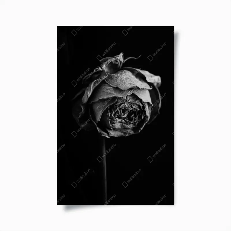 Poster monochrome getrocknete rose
