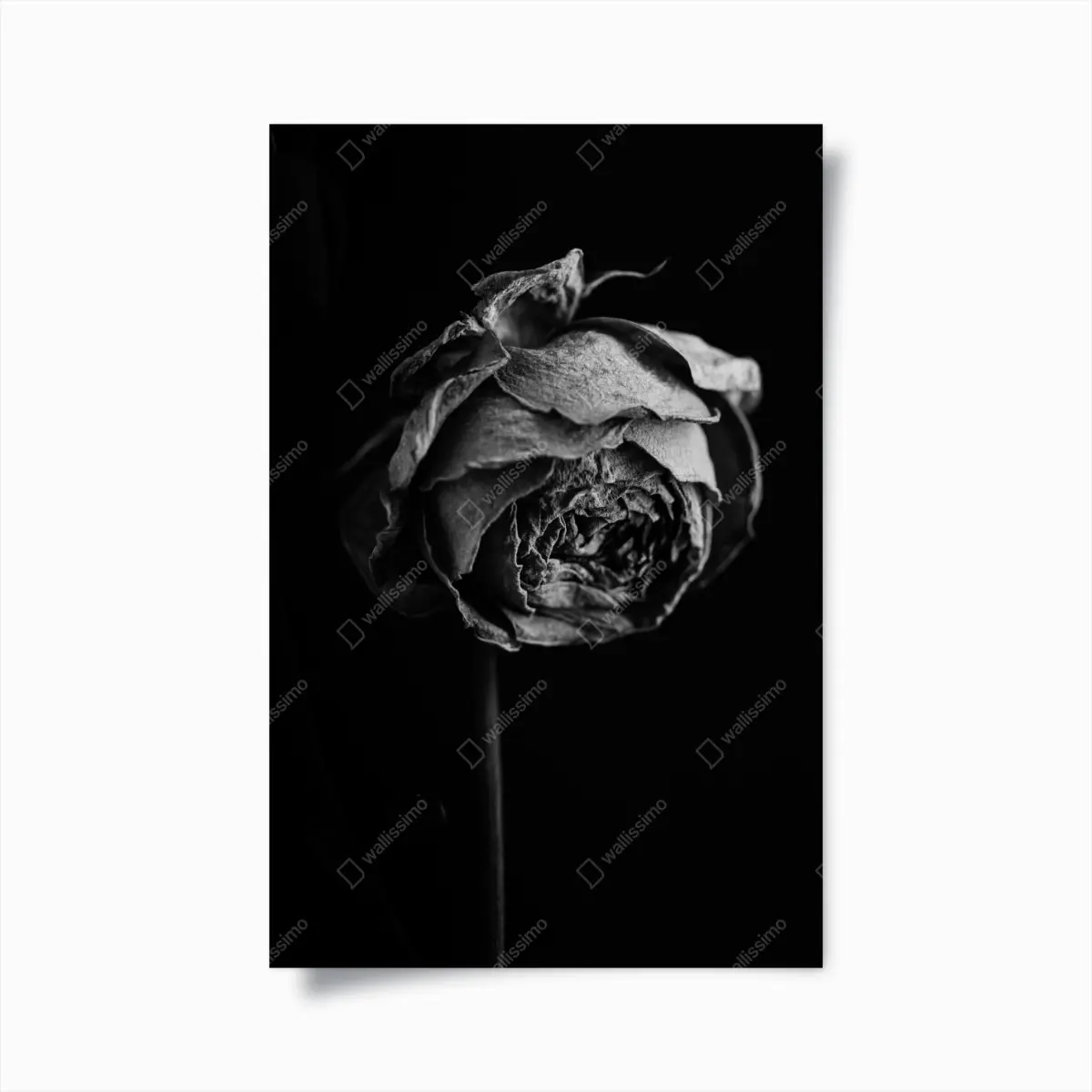 Poster monochrome getrocknete rose – Pixers®