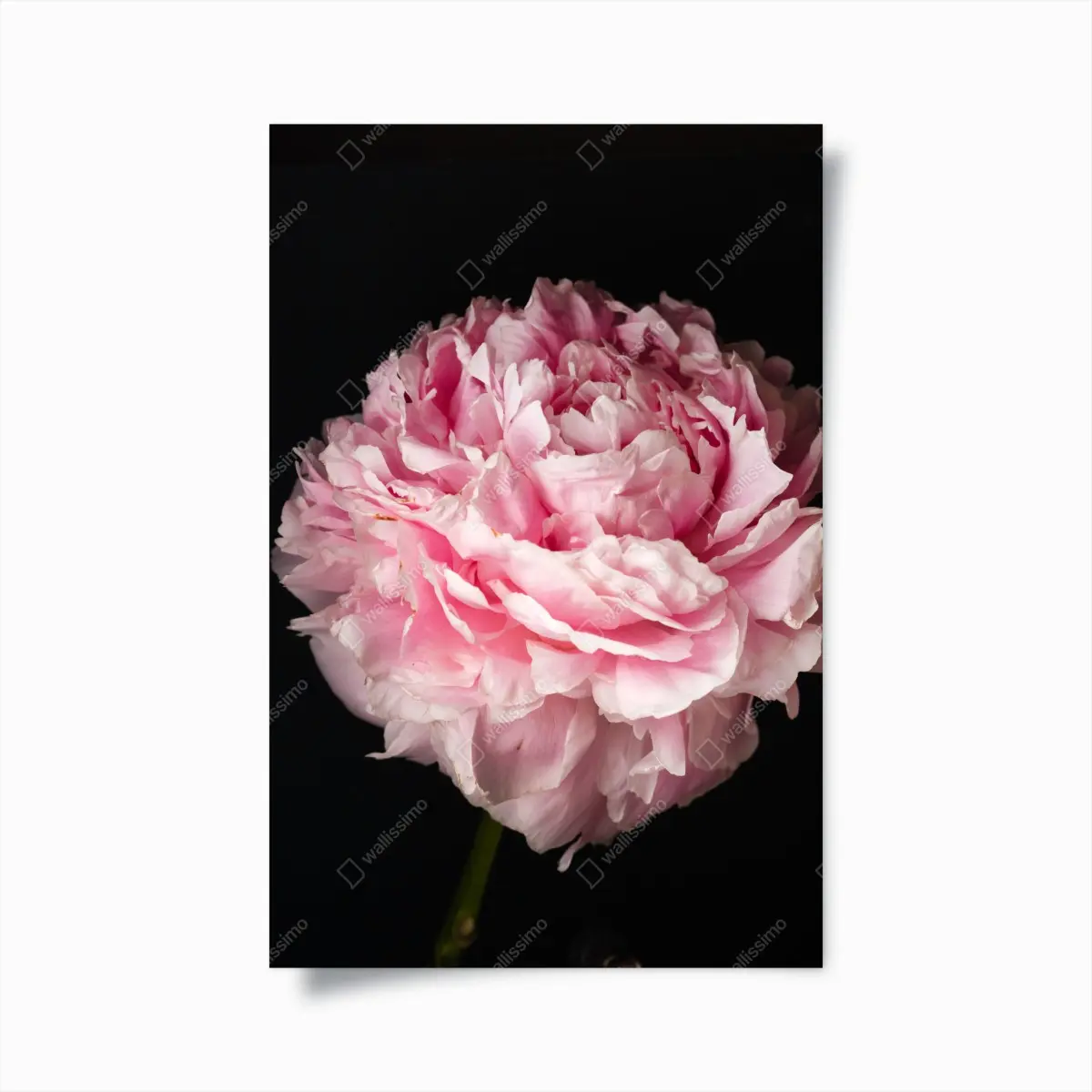 Poster zarte rosa pfingstrose nahaufnahme – Pixers®
