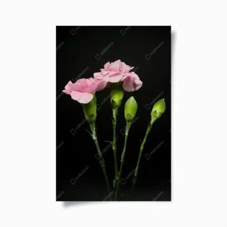 Poster rosa nelken vor schwarzem hintergrund – Pixers®