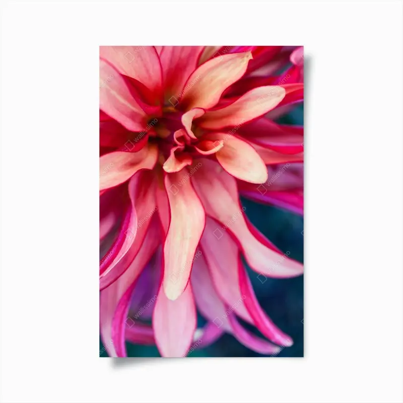 Poster vibrantes rosa blütenmakro