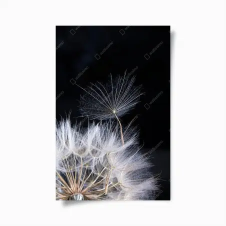 Poster zarter löwenzahnsamen auf schwarzem hintergrund – Pixers®