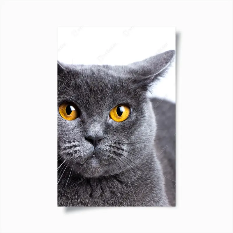 Poster ausdrucksstarkes porträt einer grauen katze mit goldenen augen