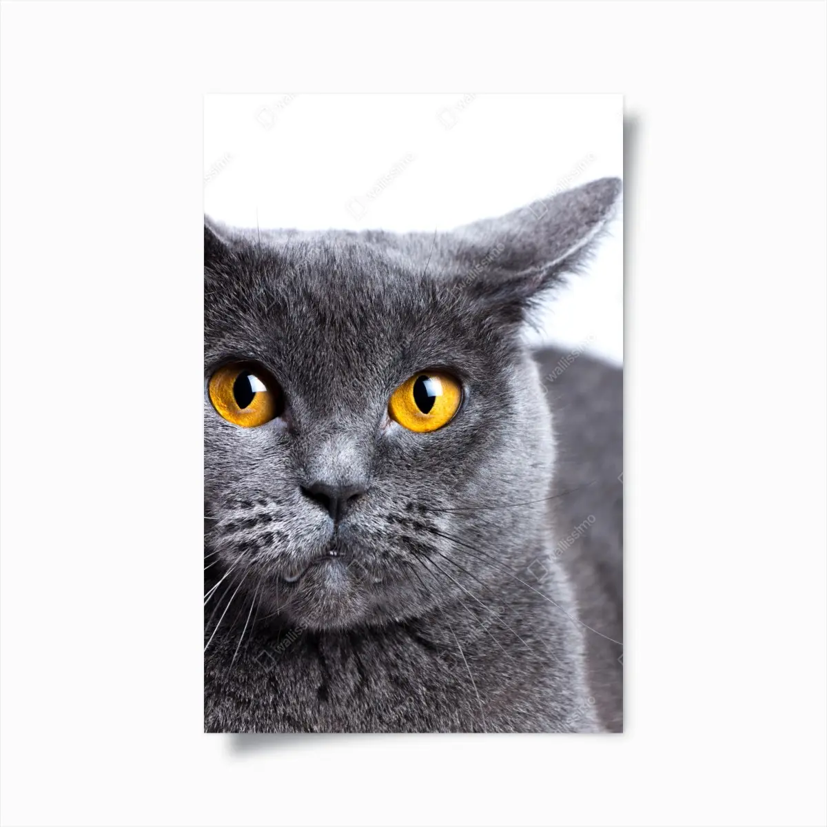 Poster ausdrucksstarkes porträt einer grauen katze mit goldenen augen – Pixers®
