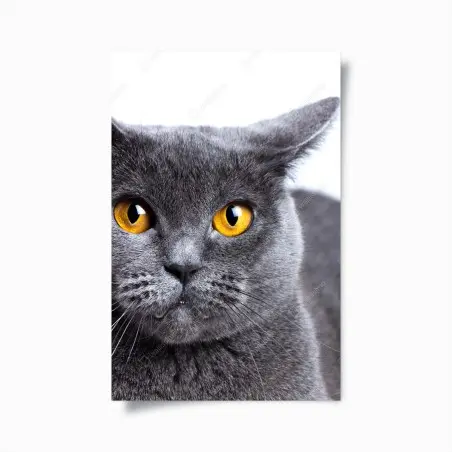Poster ausdrucksstarkes porträt einer grauen katze mit goldenen augen – Pixers®