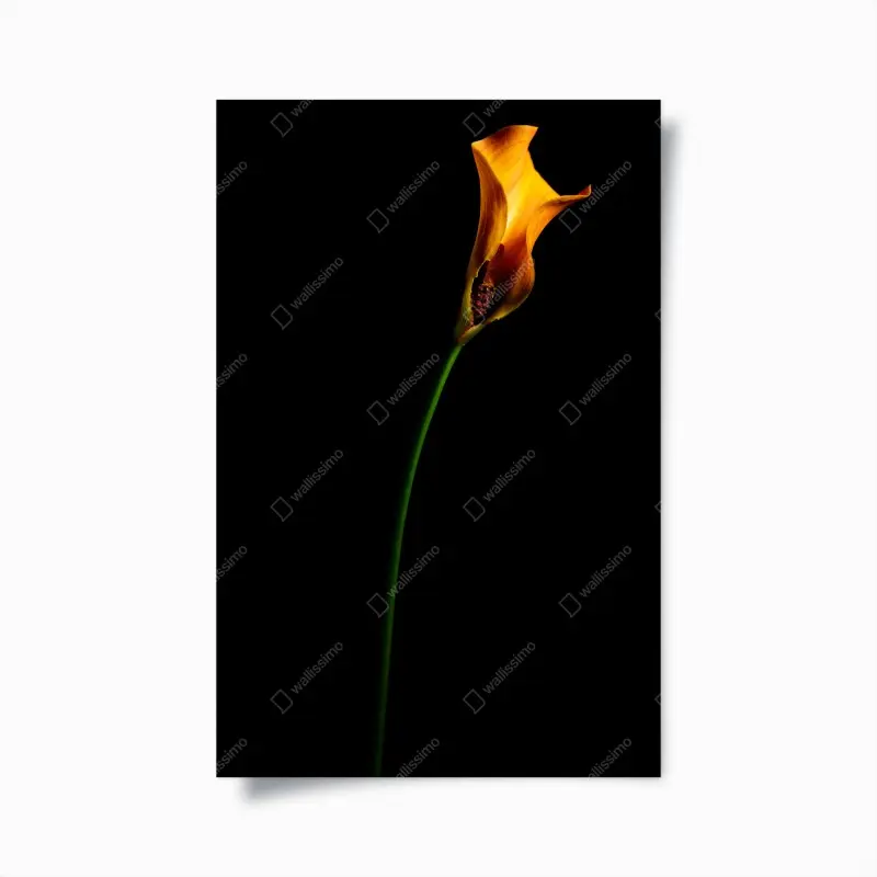 Poster goldene calla auf schwarzem hintergrund