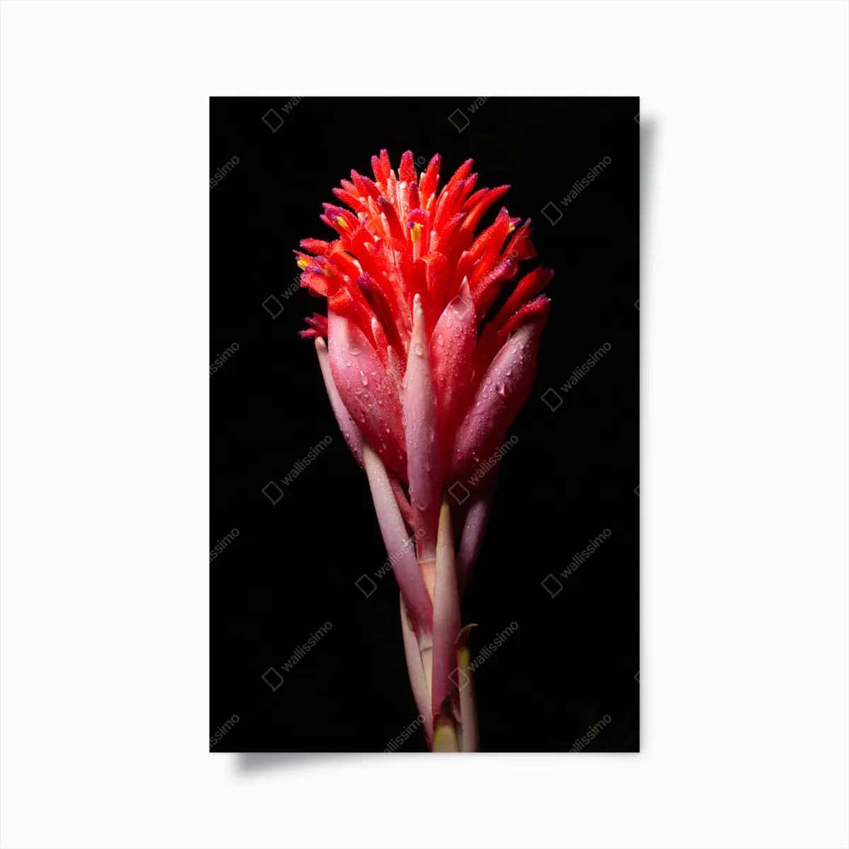 Poster leuchtende rosa blüte vor schwarzem hintergrund – Pixers®