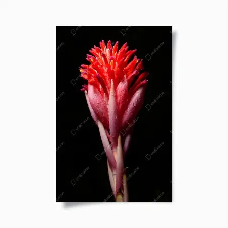 Poster leuchtende rosa blüte vor schwarzem hintergrund – Pixers®