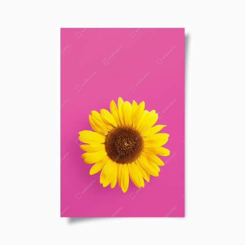 Poster leuchtende sonnenblume auf rosa hintergrund