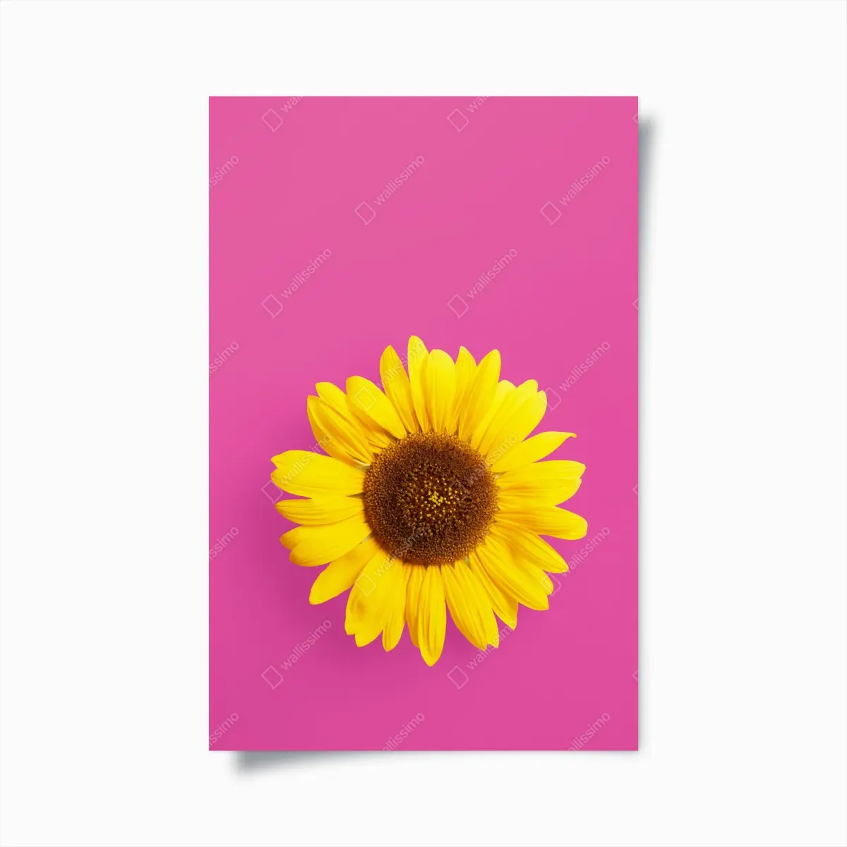 Poster leuchtende sonnenblume auf rosa hintergrund – Pixers®