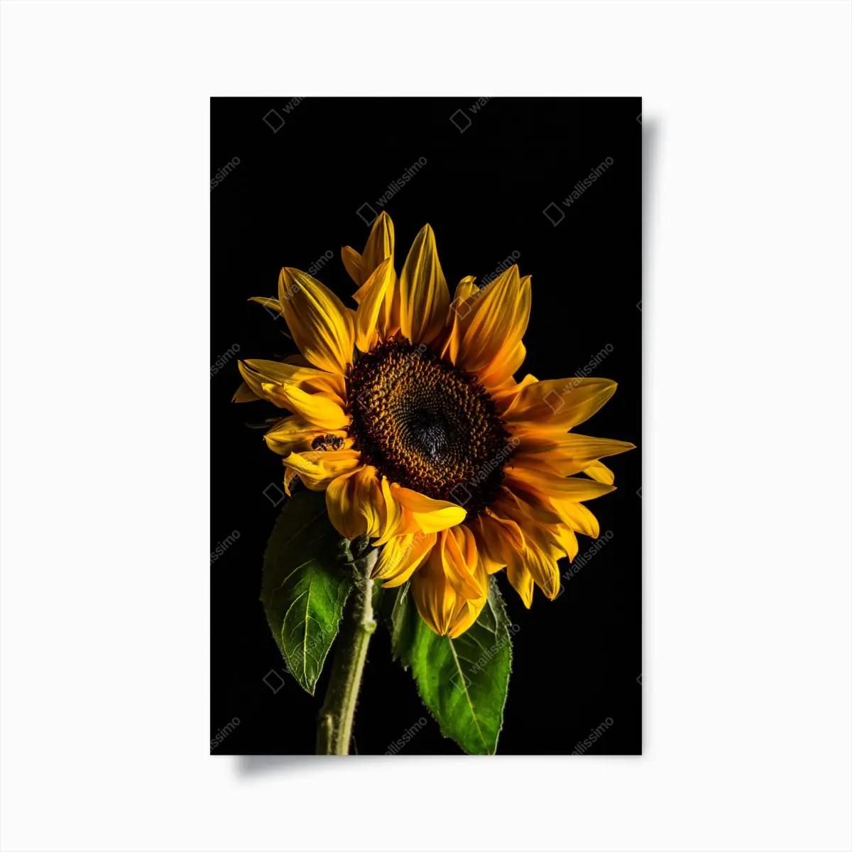 Poster goldene sonnenblume in nahaufnahme – Pixers®