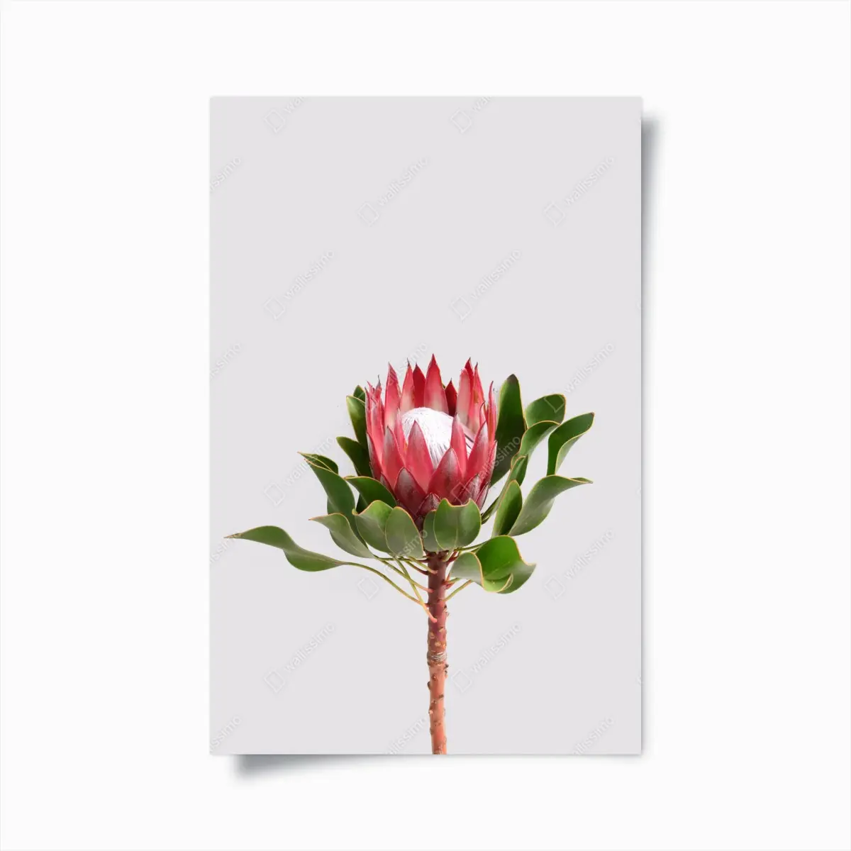 Poster rosa protea auf neutralem hintergrund – Pixers®