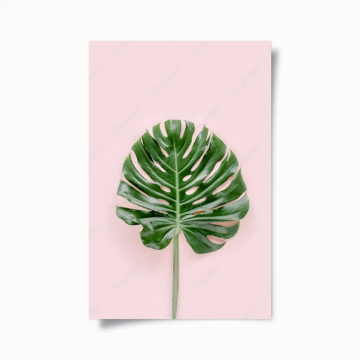 Poster monstera-blatt auf pastell-rosa hintergrund – Pixers®