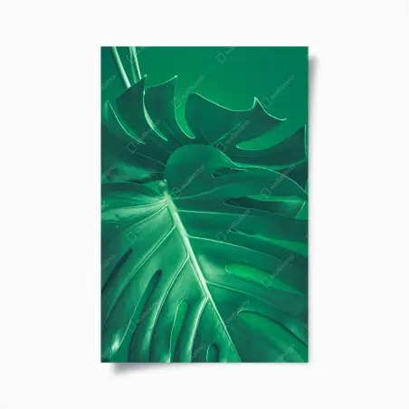 Poster prächtiges monstera-blatt nahaufnahme – Pixers®