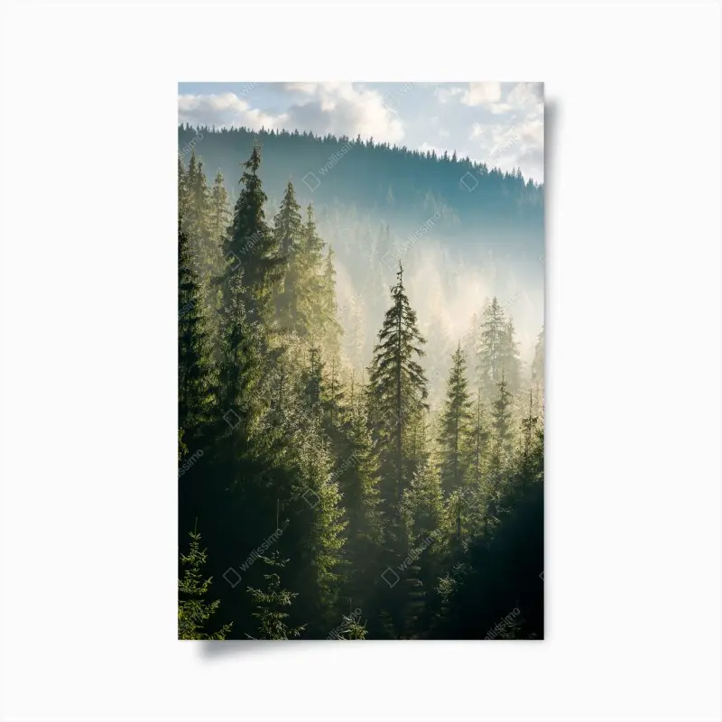 Poster nebliger fichtenwald im morgenlicht