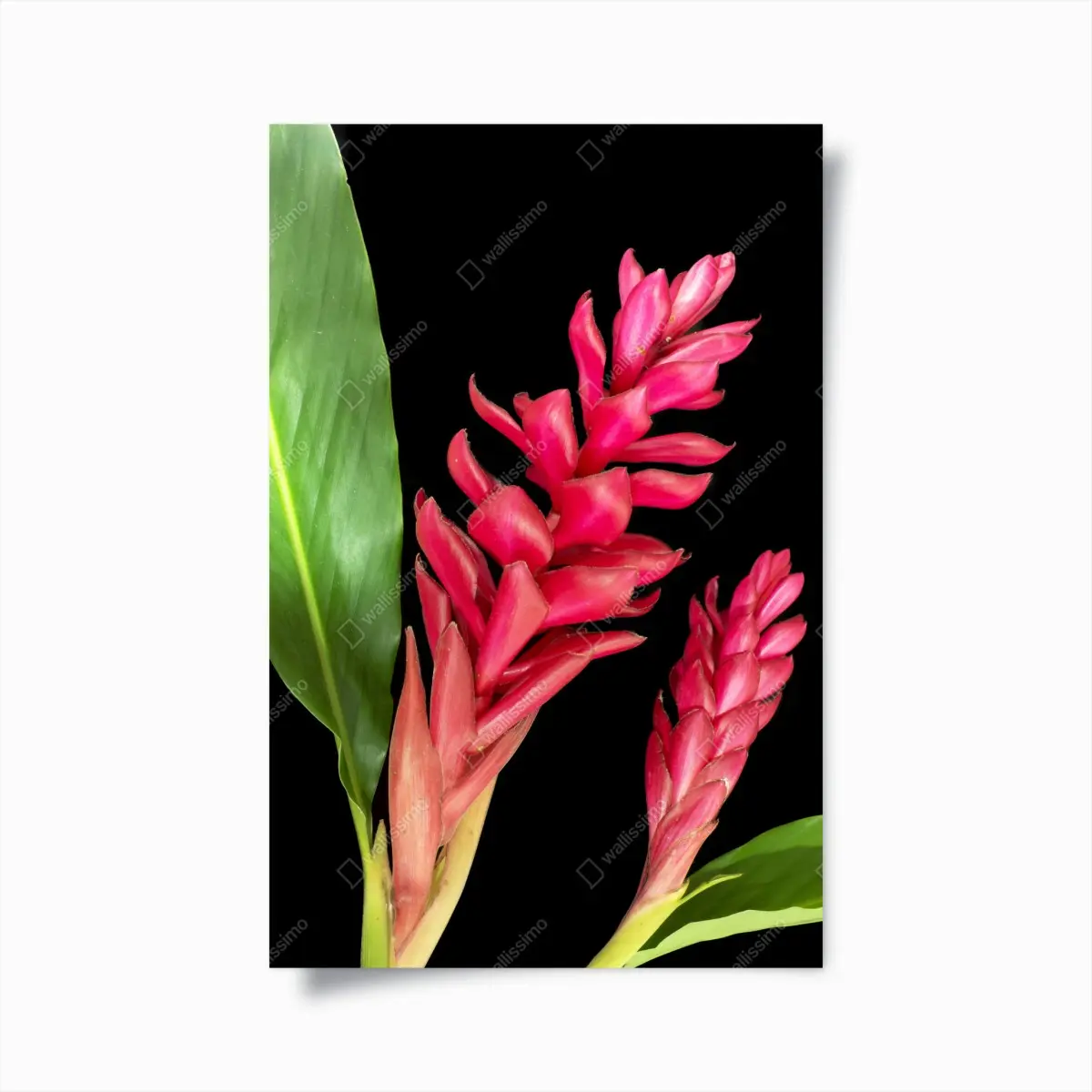 Poster leuchtende zier-ingwer-blüte auf schwarzem hintergrund – Pixers®