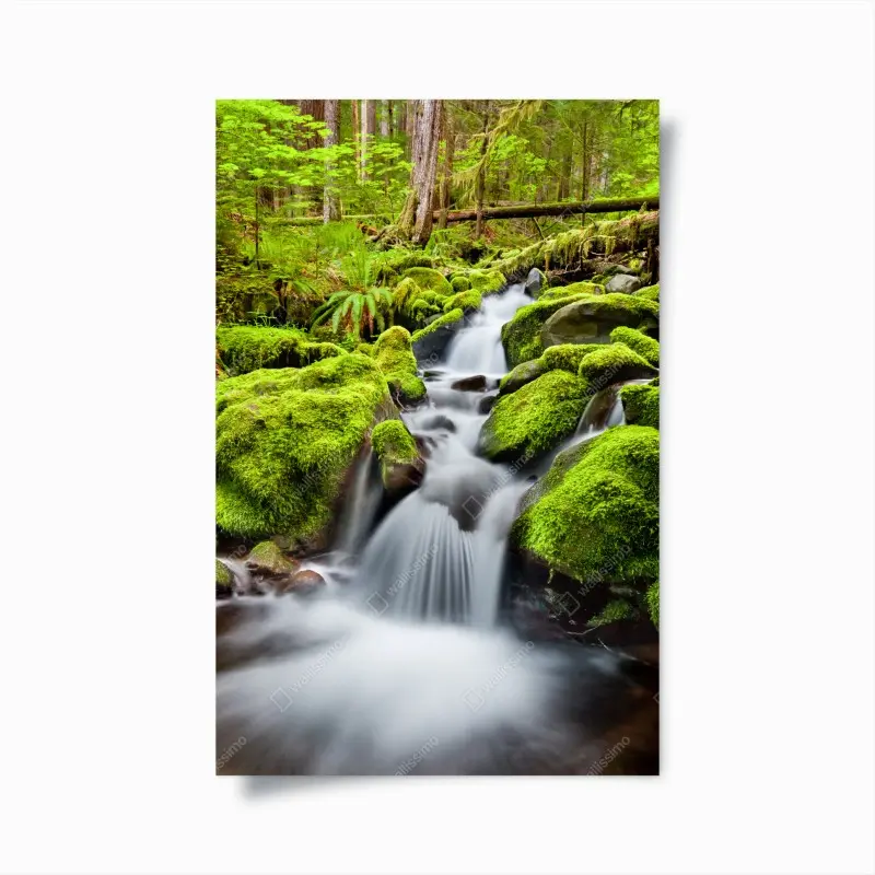 Poster moosbedeckter bach bei Sol Duc Falls