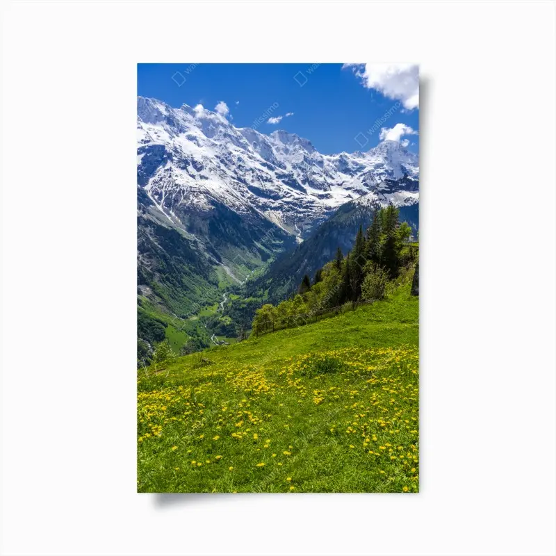Poster alpwiese im frühling vor schneebedeckten gipfeln