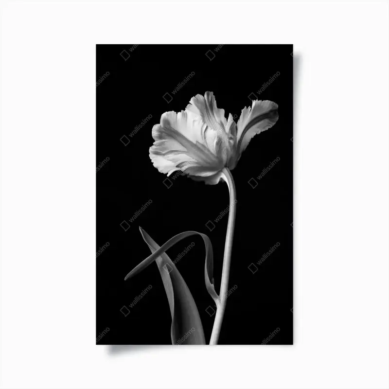 Poster elegante monochrome tulpe