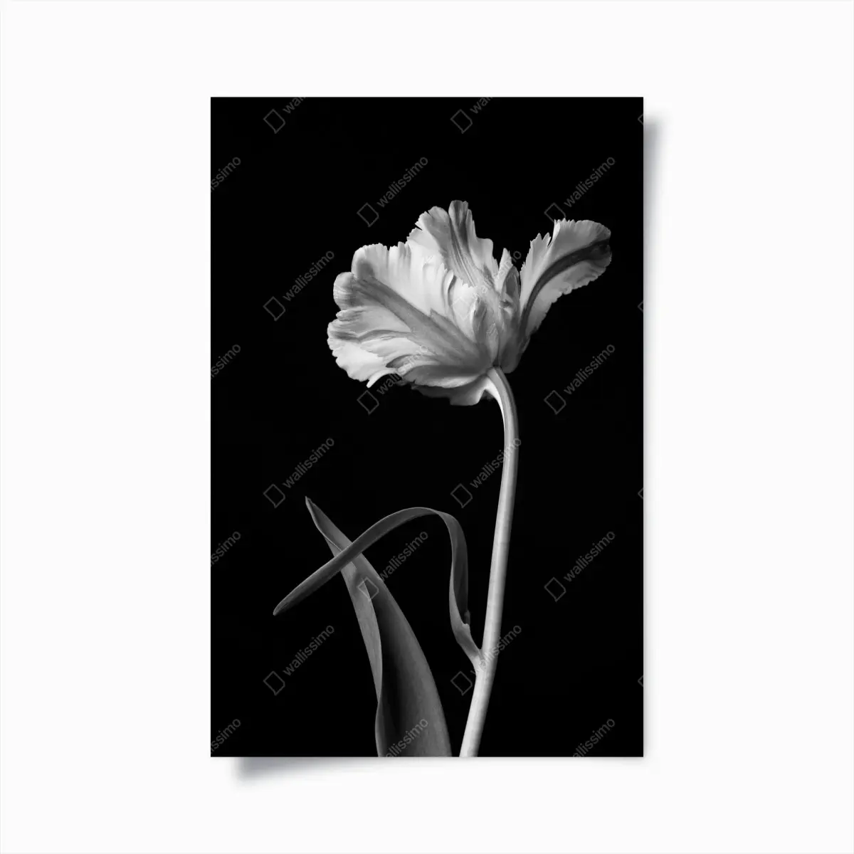 Poster elegante monochrome tulpe – Pixers®