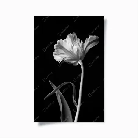Poster elegante monochrome tulpe – Pixers®