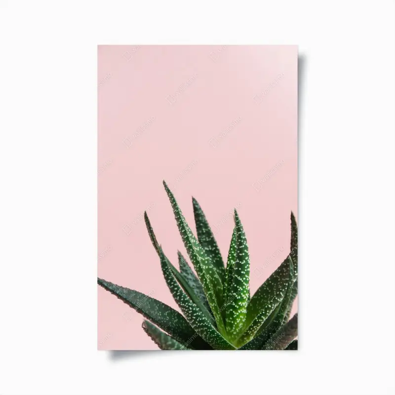 Poster grüner aloes auf rosa hintergrund