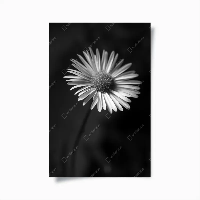 Poster monochromes gänseblümchen nahaufnahme
