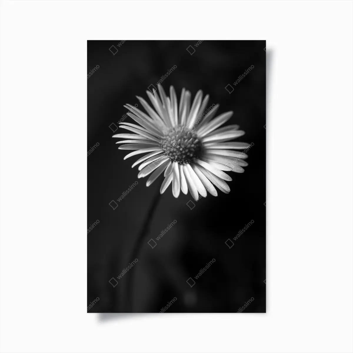 Poster monochromes gänseblümchen nahaufnahme – Pixers®