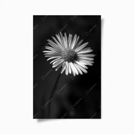 Poster monochromes gänseblümchen nahaufnahme – Pixers®