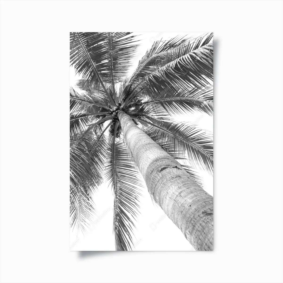 Poster monochrome palme aus der froschperspektive – Pixers®