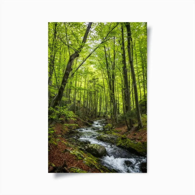 Poster ruhiger grüner waldbach